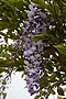 Wisteria Ludwik Lawin IMG_4421 Glicynia